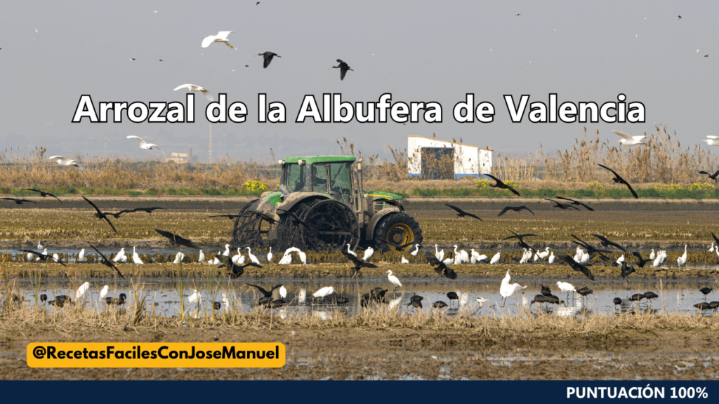 arrozal de la albufera de valencia